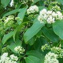 Ehretia dicksonii fleur